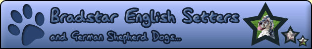 Bradstar English Setters and German Shepherd Dogs