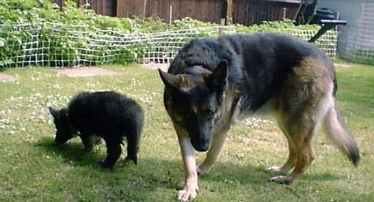 Friz and Lillte Ritz