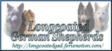 Longcoated German Shepherd Forum