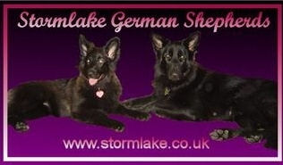 Stormlake German Shepherd Dogs