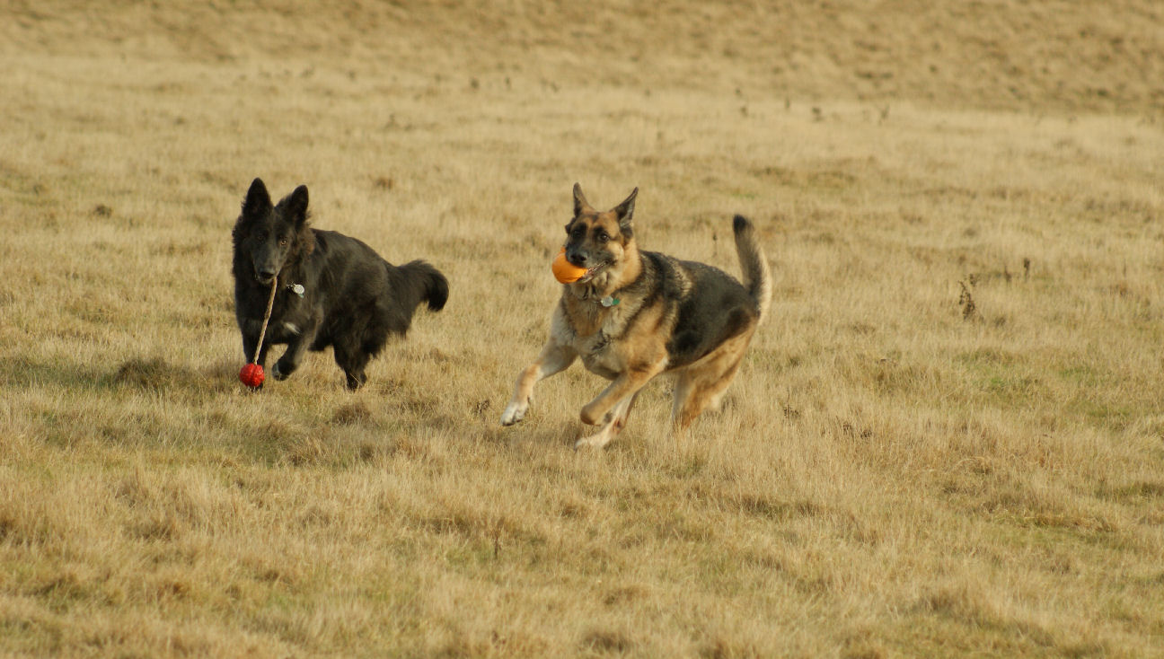 Sassy & Kona Chasing Kaia