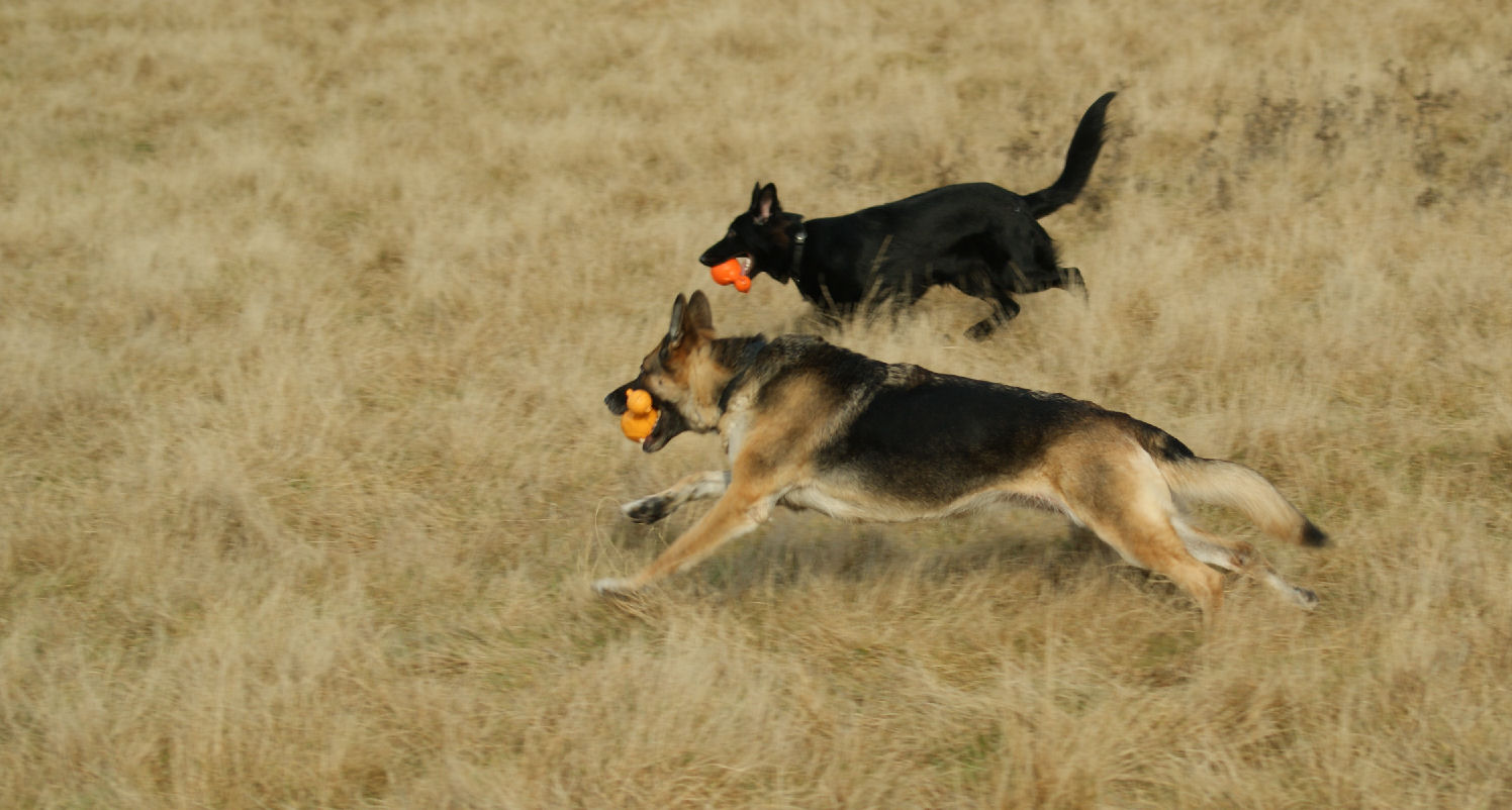 Sassy and Kaia Chasing Kona