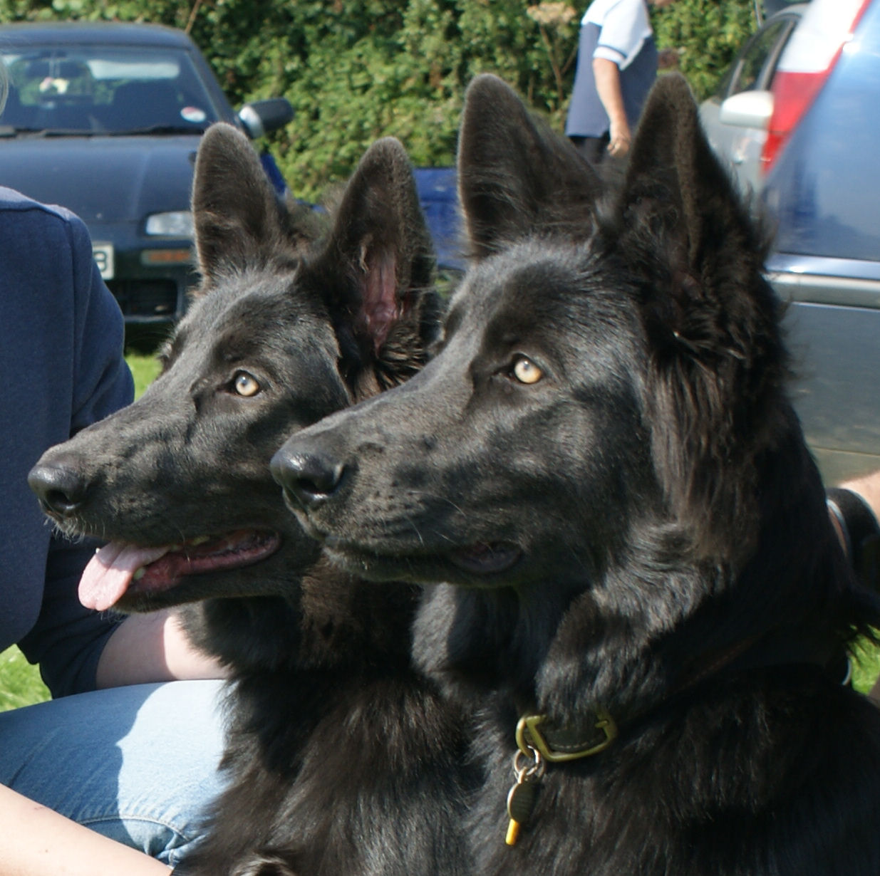 Kona ( left) Sister Tiva (right)