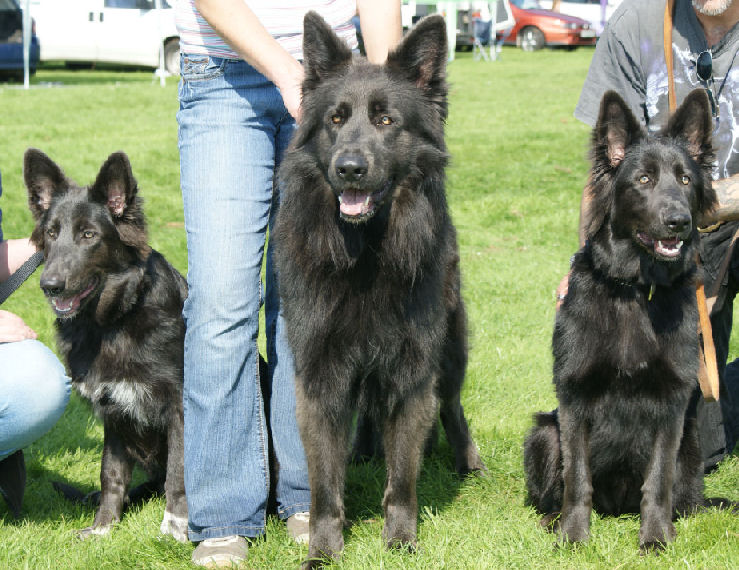 Kona -  Kooga (sire) - Tiva