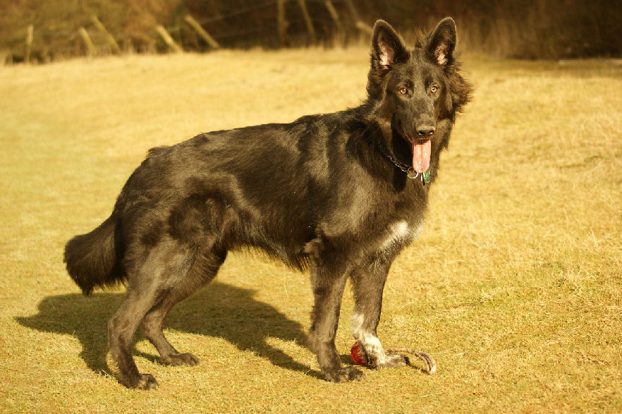 Kona Standing at 10mos