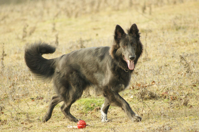 Kona @ 10 1/2 months