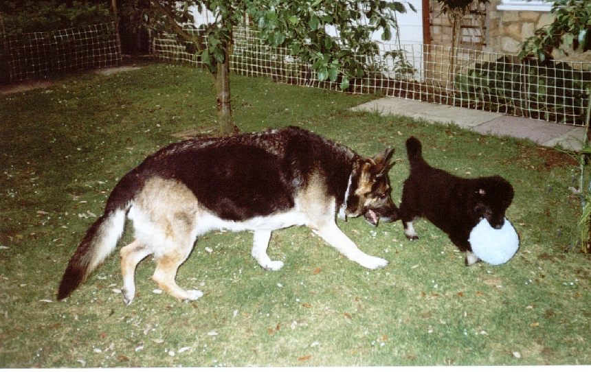 Frisbee stalking Ritz