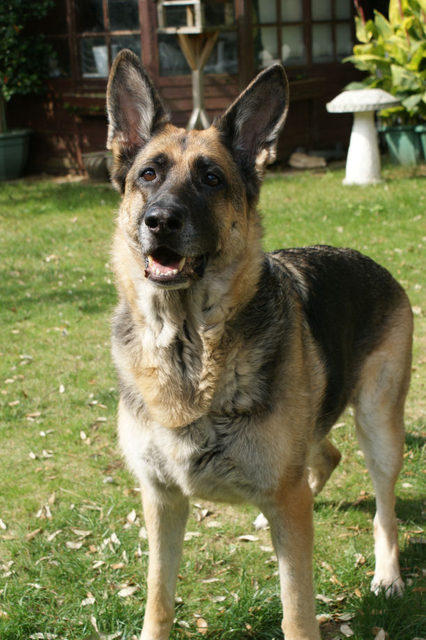 Sassy Fit as a Fiddle!