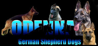 Odenna German Shepherd Dogs